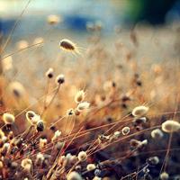 安吉游戏观后感家长版汇合