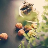 雄狮读后感600字.集锦