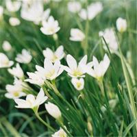 青铜葵花故事芦花鞋读后感精选