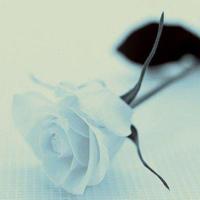 《倍倍》的读后感汇合