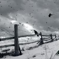 狐狸和蛇的读后感集合