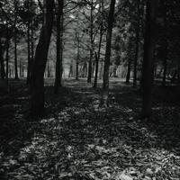 儿歌两只小猫读后感合计