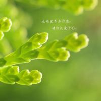 和平与爱作文读后感总汇