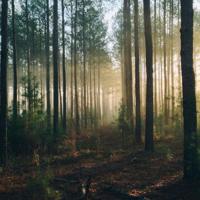 《礼物》舞蹈观后感集合