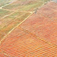 《三只小猪2》观后感汇集