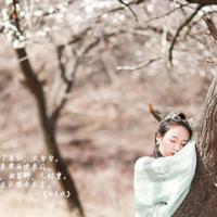 山菊花读后感100字精选