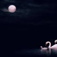 有一种卑微叫作父爱读后感汇总