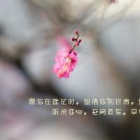 警花与警犬观后感作文细选