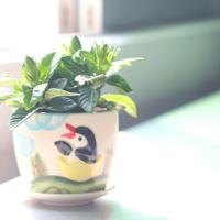 关于植物书籍的读后感整理