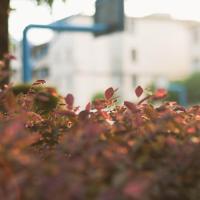 论睁了眼看读后感论文总汇