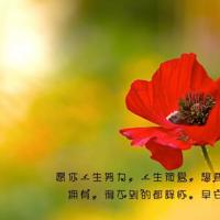 写肥皂泡的读后感整理