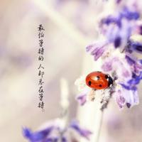 小狮子爱尔莎读后感整理