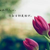 你不能施舍给我翅膀读后感汇聚