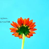 小度播放记的读后感汇编