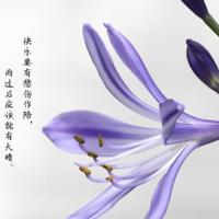 吹口哨的人读后感摘录