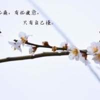 葫芦丝康美之恋观后感集合