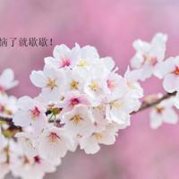 小说我们作者辛夷坞读后感汇集