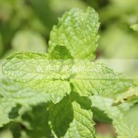 奥运观后感600字作文集合