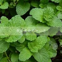 老鼠娶新娘的读后感摘录