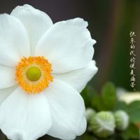 黄香温席的故事读后感精练