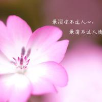 鸿雁观后感200字汇编