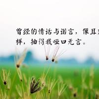 草原上的牧羊犬读后感汇集