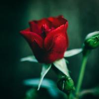 青红活动启动仪式观后感合集