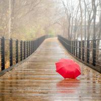 螃蟹和青蛙读后感汇合