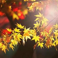 邓稼先观后感手稿合计