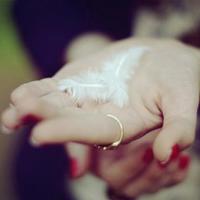 牛的母爱亲情的读后感细选