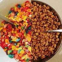 狗猫鼠读后感主要内容汇聚