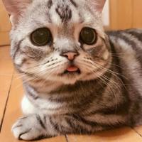 仙鹤的故事读后感作文集合