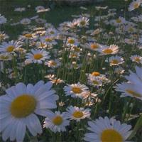 关于中考诚信考试的观后感合集