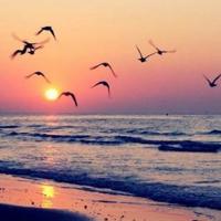 70年阅兵读后感四年级选录