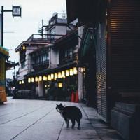 《精忠报国》读后感收集