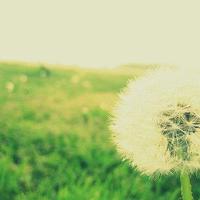 狼种第二章读后感简单20细选