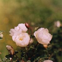 电影青春劫读后感精选