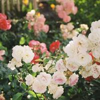 神秘的小脚印读后感50字汇聚