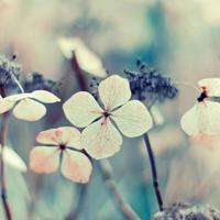 舞剧永不消逝的电波读后感锦集