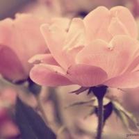 论文中可以写观后感吗汇合