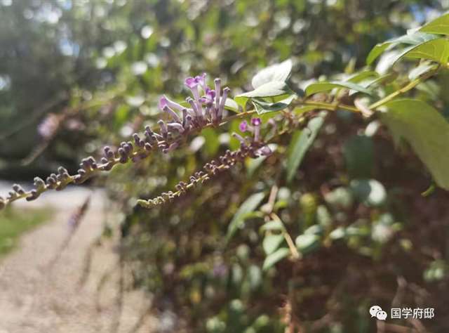 啄木鸟叫三声的读后感总汇56句