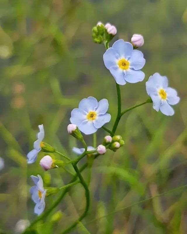 秘密花园读后感4章汇集50句