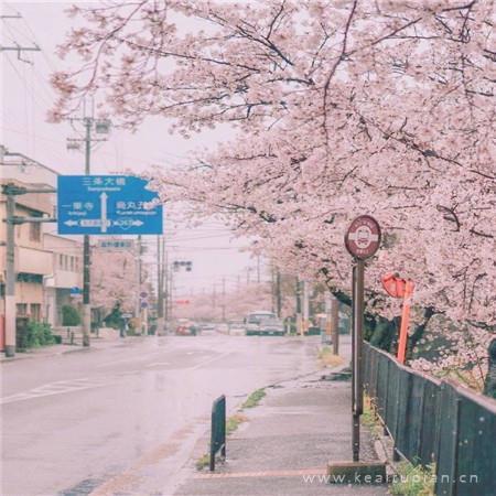 朝花夕拾读后感开场白合集56句